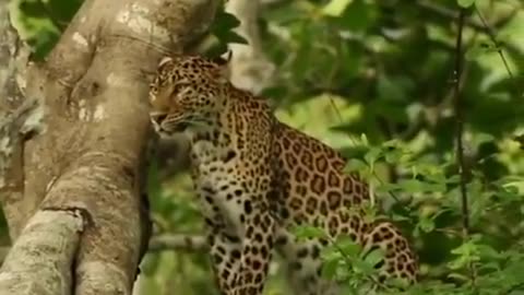 Wildlife from close view with different perspective.