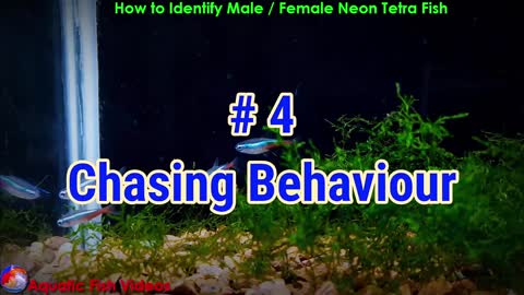 How to Identify Male/Female Neon Tetra Fish