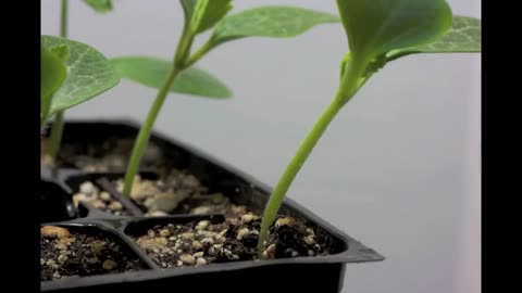 Satisfying Plant Growing Time Lapse