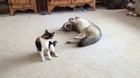 A wolf plays with a cat.