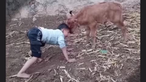 Boy butts a calf funny video