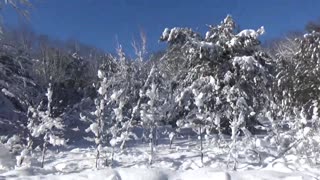 Fresh Snow