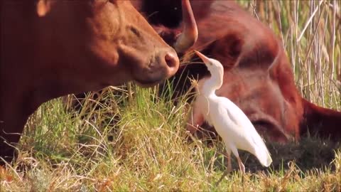 Western Cattle Egrets eating flies off cattle