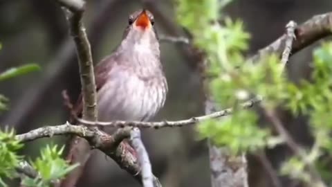 Beautiful Creature - Unique Birds