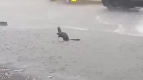 this rat in the rain