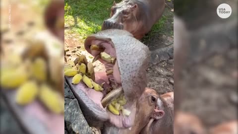 Hungry hippos enjoy delicious 'tiny' snack at the ZOO