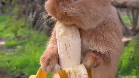 bunny eating