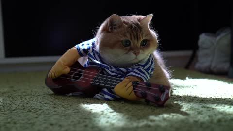 Hosico's guitar concert