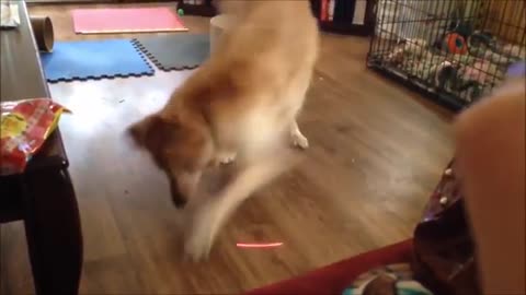 Dog And Cat Reaction To Laser Pointers Funny Animal Reaction video