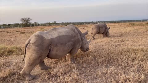 THE LAST TWO NORTHERN WHITE RHINOS IN THE WORLD | OL PEJETA | Kenya