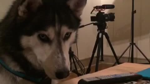 Siberian Husky with Iphone - Funny