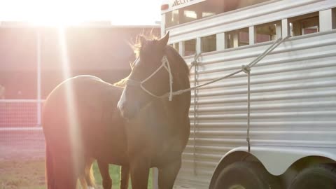 Rodeo Horse Tied to Trailer, Texas Rodeo