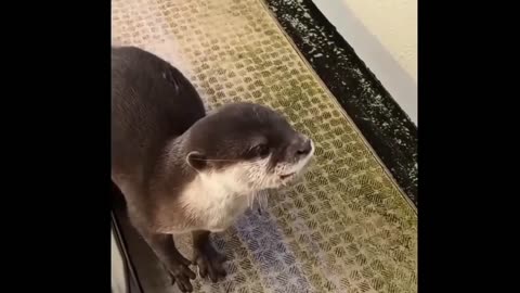 Cute otter playing 🥰