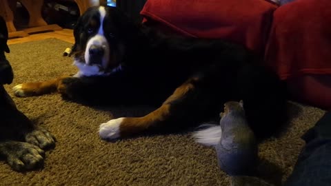 Squirrel hides Cheezits in Bernese Mountain Dog's fur.