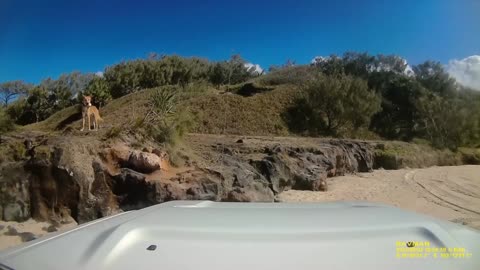 Australia: Dingo bites a tourist