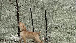 Playful Puppy Sees Snow For First Time