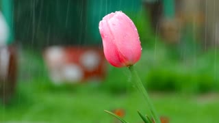 Pink tulip under the rain, shallow focus