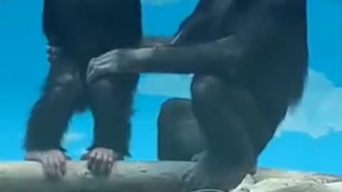 Two chimpanzees in harmony