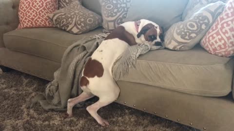 Dog Refuses To Let Go Of Her Favorite Place In The House