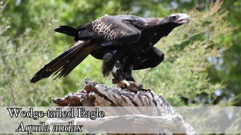 Top 10 most powerful eagles