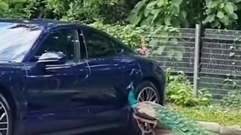 Sentosa Peacock fights its reflection in Porsche