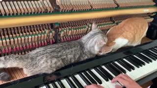 Anh Ơi Ở Lại - Piano Meowsic