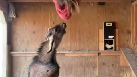 funny animals girl scared of goat