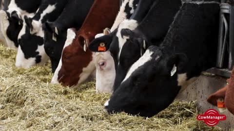 CowManager testimonial Hamming Holsteins, BC, Canada