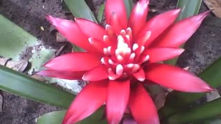 Beautiful bromeliad in the botanical garden, the flower of a true splendor [Nature & Animals]