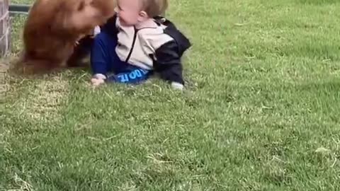 Dog Playing With Baby