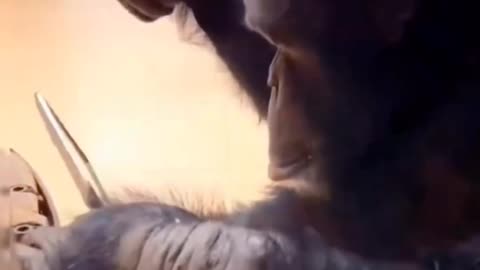 Funny monkeys will make you laugh hard - Funny Animals