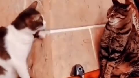 funy cats video