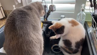 Two Cats vs. Water - Round 1
