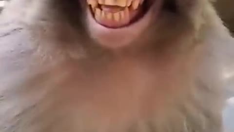 funny_monkey 😂😂Funny video monkey 🐒🐒🐒