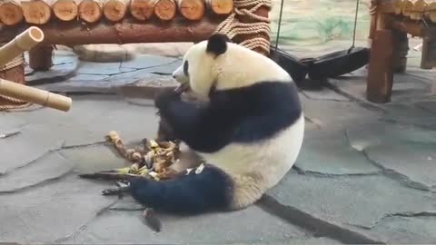 Giant pandas don't have the strength to lose weight