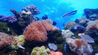 Sea Animals Nature Satisfying Video Blue Ocean