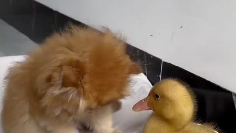 Kittens and duckings are good friends ❤Funny and Cute😊