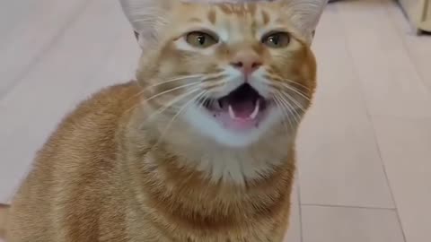 Cat singing!!