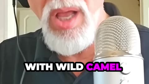 Cooking with Wild Camel Hump Fat