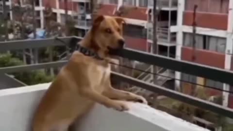 Funny animal videos