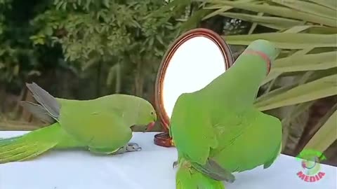 Nature beautiful gift Parrot... GREEN PARROT