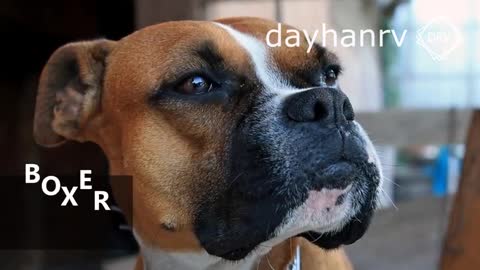 DOGS BARKING to Make your Dog Bark 11 Dog Breeds Barking Sound Effects HD