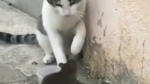 Real life Tom and Jerry! haha