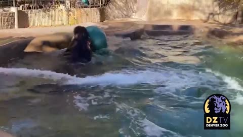 River Hippo Mahali Having a Ball