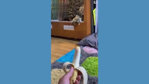 Iguana feed a banana
