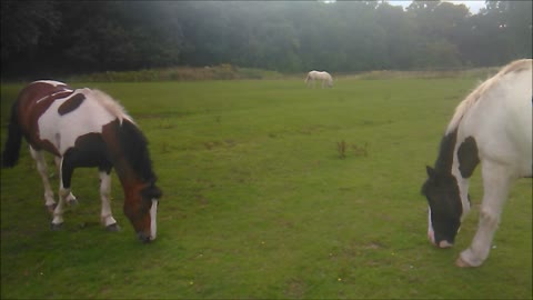 Horses Graze and Battle Flies as Plane Passes Overhead