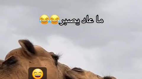 Have you ever seen camels french kissing 🤣😂🤣