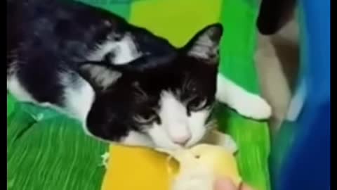 Cats hate the smell of durian?