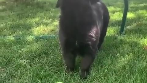 Dog's Playing With The Butterfly Is Really Cute!