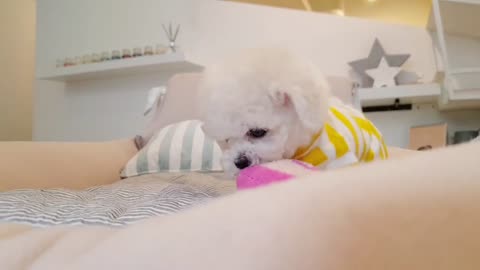 Bichon frise is so cute! lovely puppy 🐕🐶